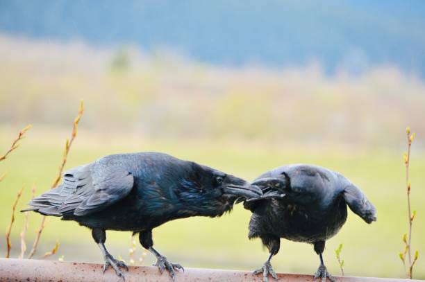 A raven mom is feeding a new flown baby